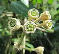 Nedozrálé plody M. phlomoides