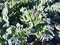 Plícněnka Mertensia maritima