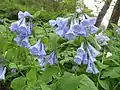 Plícněnka Mertensia virginica