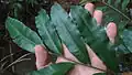 List Metaxya rostrata