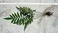 Rostlina Metaxya rostrata