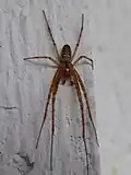 Meta podzimní (Metellina segmentata) samec