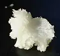 Methylcinamát, izolovaný z druhu Eucalyptus olida