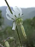 Michauxie Michauxia campanuloides
