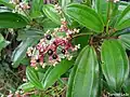 Miconia ciliata s plody
