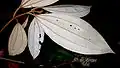 Spodek listu Miconia hypoleuca