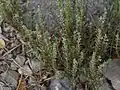 Micromeria juliana – celkový habitus