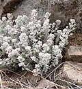 Micromeria lanata