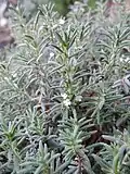 Micromeria tenuis
