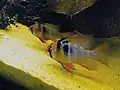 Mikrogeophagus ramirezi (cichlidka Ramirezova)