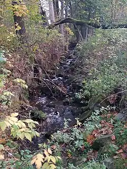 Mikulášovický potok na hranici Mikulášovic a Vilémova
