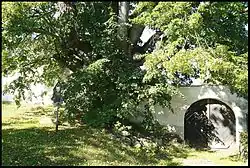 Lípa v obci Mileč u Nepomuka