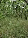 Teplomilná doubrava