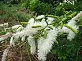 Klasovitá květenství citlivky Mimosa caesalpiniiflora