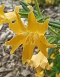 Kejklířka Mimulus bifidus