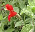 Kejklířka Mimulus cardinalis