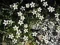 Minuartia gerardii
