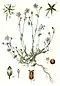 Minuartia verna