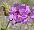 Nocenka Mirabilis albida