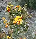 Mirbelia oxylobioides