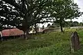 Židovský hřbitov s památným stromem
