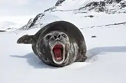 Mládě rypouše sloního (Mirounga leonina) na Jižní Georgii