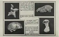Pohlednice s montáží čtyř fotografií archeologických nálezů. Vlevo nahoře soška jezdce na koni, doplněná nápisem „Mladečský jezdec starší doba železná kultura halštattská 8–6 století rřed Kr.“ (s překlepem ve slově „před“). Vpravo nahoře zvířecí lebka doplněná nápisem „lebka hyeny jeskynní“. Vlevo dole lidská lebka doplněná nápisem „diluviální lebka z mladečských jeskyň“. Vpravo dole kost se stopami rytí, doplněná nápisem „Mladečská panenka hračka diluviálního dítěte. Článek mamutího prstu“