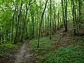 Cesta ve spodní části území