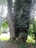 Detail všech 3 kmenů