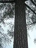 Detail kmene a hlavních větví