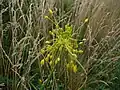 Česnek žlutý (Allium flavum)