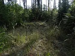 Mohylník Nad Kampanovkou u Hluboké nad Vltavou - východní část lokality.jpg