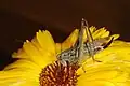 Platycleis albopunctata female