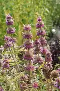 Monarda citriodora