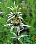 Monarda punctata