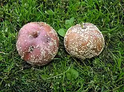 Monilia fructigena