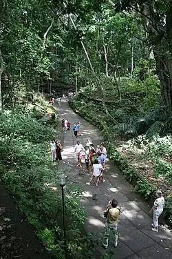 Turisté v Opičím lese v Ubudu