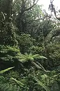 Horský les v národním parku Montagne d'Ambre