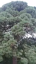 Pinus montezumae- bližší pohled, v parku Sheffield Park Garden, v Haywards Heath, ve východním Sussexu, Anglie.
