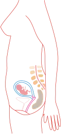 3. měsíc