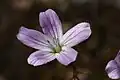 Zdrojovka Montia parvifolia