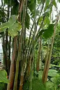 Montrichardia arborescens