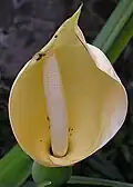 Květenství M. arborescens