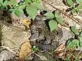 M. S. Spilota