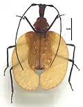 Mormolyce phyllodes (jižní Asie)
