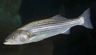 alternativní popis obrázku chybí