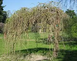 Morušovník bílý v Jardin du Pré-Catelan