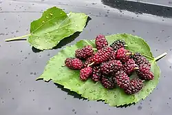 Plody morušovníku bílého (Morus alba)