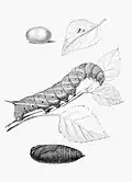Knižní ilustrace (vajíčko, housenka, kukla)