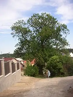 pohled shora, od severozápadu (květen 2011)